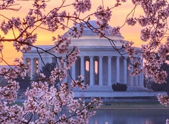 The Thomas Jefferson memorial in Washington DC at dusk, seen through the pink cherry blossoms